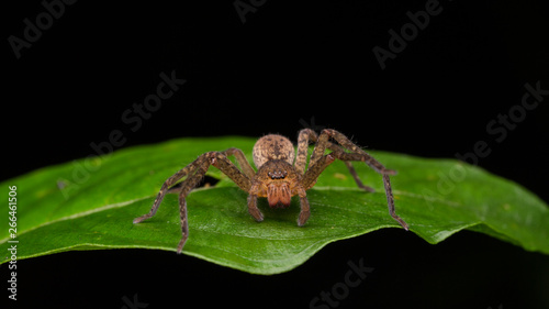 Spider of Borneo / Wandering Spider