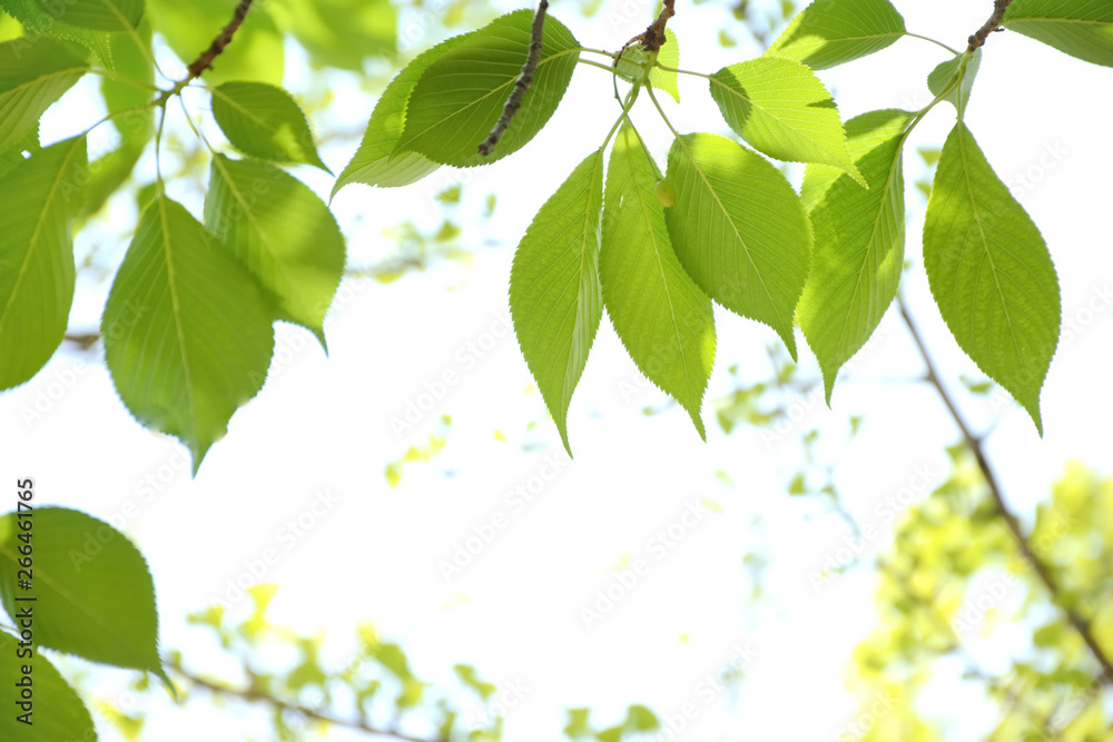 Fototapeta premium Green leaves of cherry tree 
