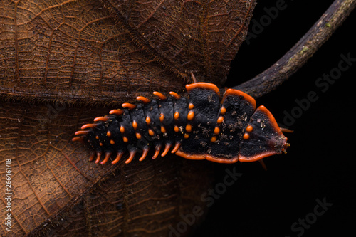 Trilobite Beetle , Close-Up of Trilobite Beetle , Duliticola, a rare insect of Borneo. photo