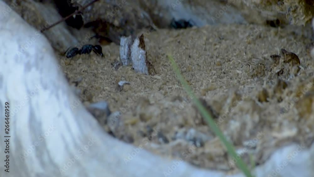 Several huge black ants working hard on their nest in an old tree stem digging and carrying out pieces of wood. Several huge black ants working hard on their nest in an old tree stem digging and carrying out pieces of wood.