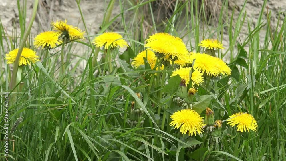 Yellow Dandelion in the landscape Yellow Dandelion in the landscape