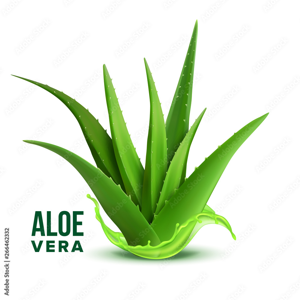 Natural Medicine Foliage Plant Aloe Vera Vector. Realistic Medicinal  Vitamin Plant With Fresh Splash Juice. Component Of Cosmetology And  Pharmacy Lotion Or Cream For Skin Cure Realistic Illustration vector de  Stock