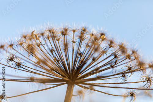 The dried-up inflorescences in the form of umbrellas of a cow-parsnip flutter on wind in sunny day against the background of the blue sky. Macro.