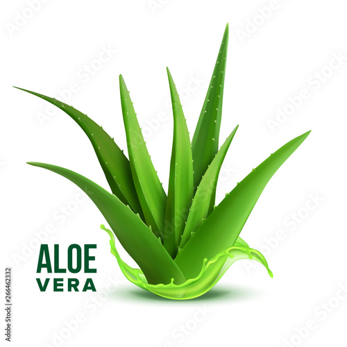 Natural Medicine Foliage Plant Aloe Vera Vector. Realistic Medicinal Vitamin Plant With Fresh Splash Juice. Component Of Cosmetology And Pharmacy Lotion Or Cream For Skin Cure Realistic Illustration