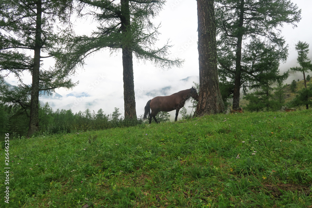 Horse on the background of misty mountains and forest view. Altai Mountains, Russia Horse on the background of misty mountains and forest view. Altai Mountains, Russia