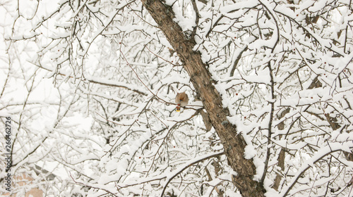 a bird on the branches of a snow-covered tree