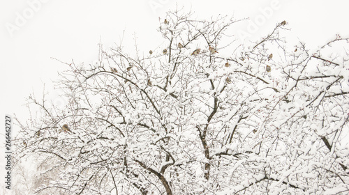 birds on a snow-covered tree