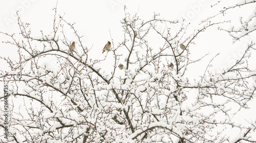 birds on the branches of a snow-covered tree