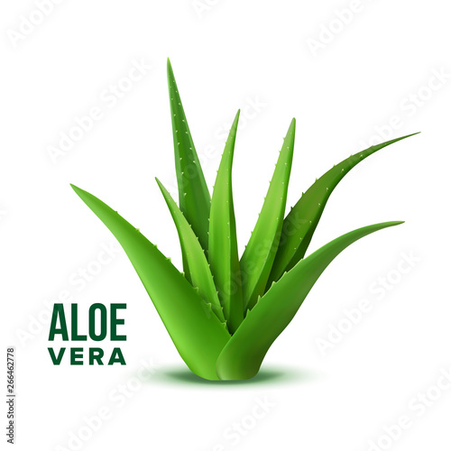 Natural Vitamin Healthy Plant Aloe Vera Vector. Realistic Medicine Botanic Herbal Green Plant With Thorn Leaves For Skincare Dermatology Cosmetic, Lotion Or Gel And Mask Ingredient. Realistic
