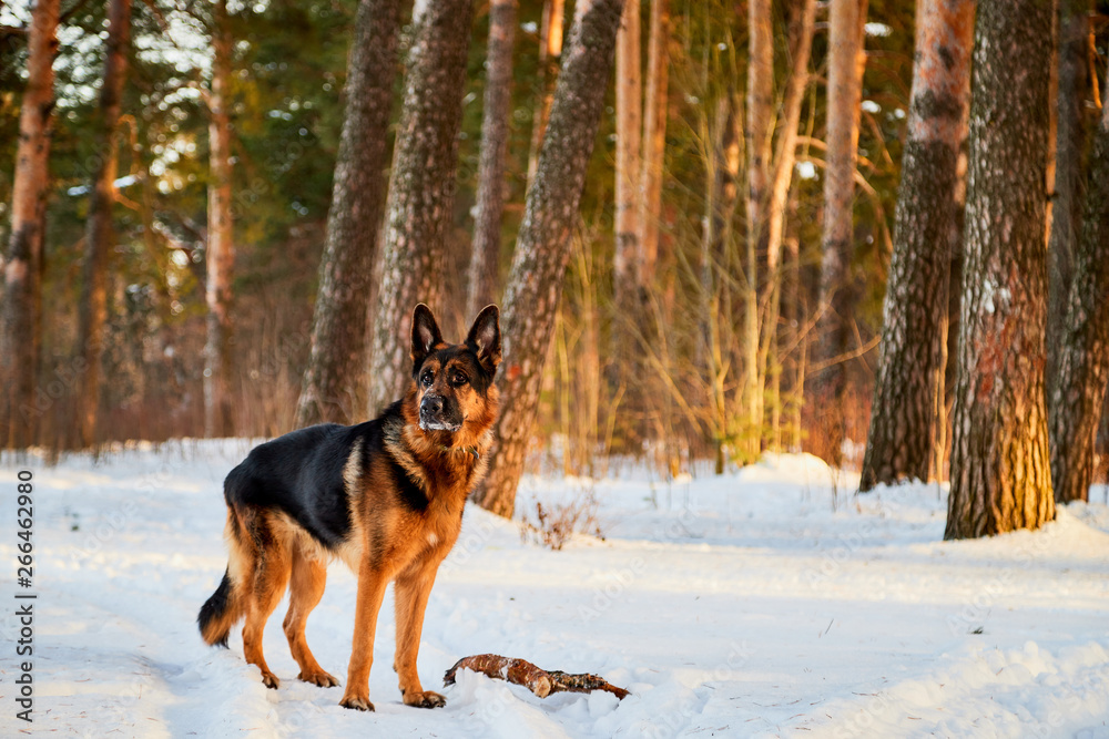 Dog German Shepherd in a forest in a winter