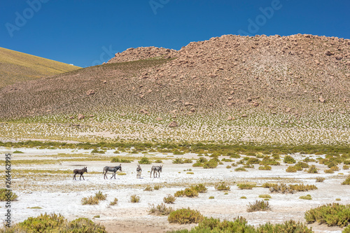 Endangered donkeys walking Andes mountains Altiplano meadows. A group of donkeys crossing the Andes valleys. A wild landscape inside an amazing scenery on a sunny day
