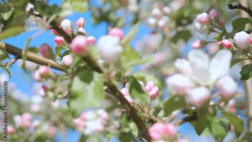 Bee on white flower close up. Bee pollinates flowers. Close up for white apple flower buds on a branch. Closeup on flowering bloom of apple tree blossoming flowers in spring garden. Slow motion. Bee on white flower close up. Bee pollinates flowers. Close up for white apple flower buds on a branch. Closeup on flowering bloom of apple tree blossoming flowers in spring garden. Slow motion.