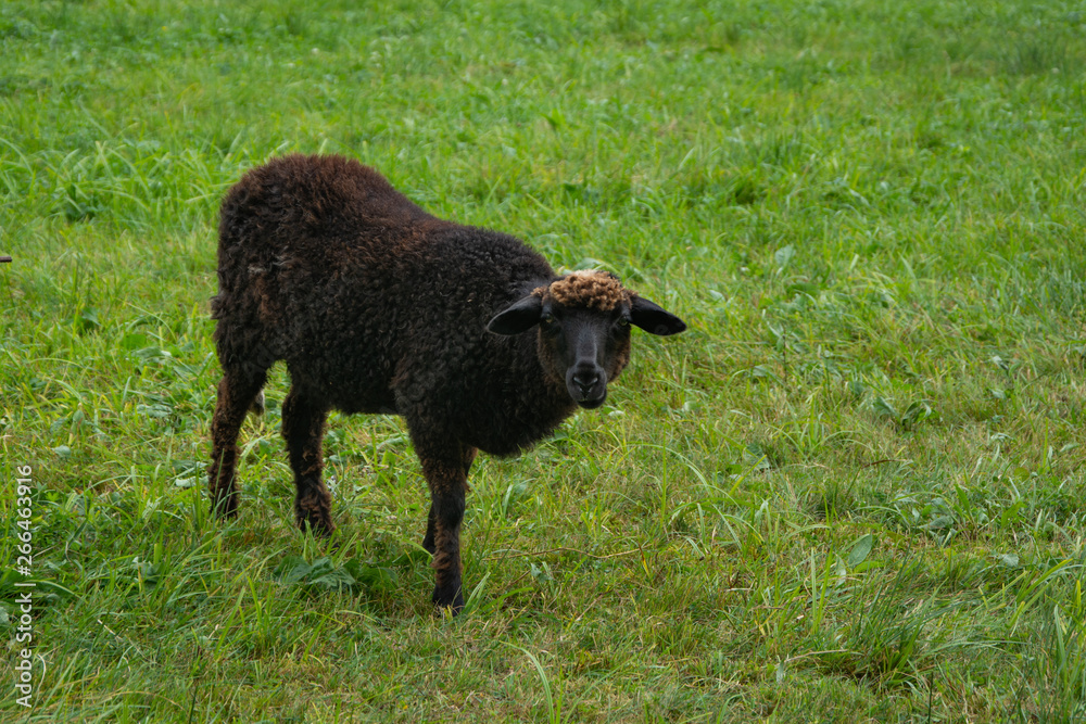 A black sheep grazes on a green lawn. A black sheep grazes on a green lawn.