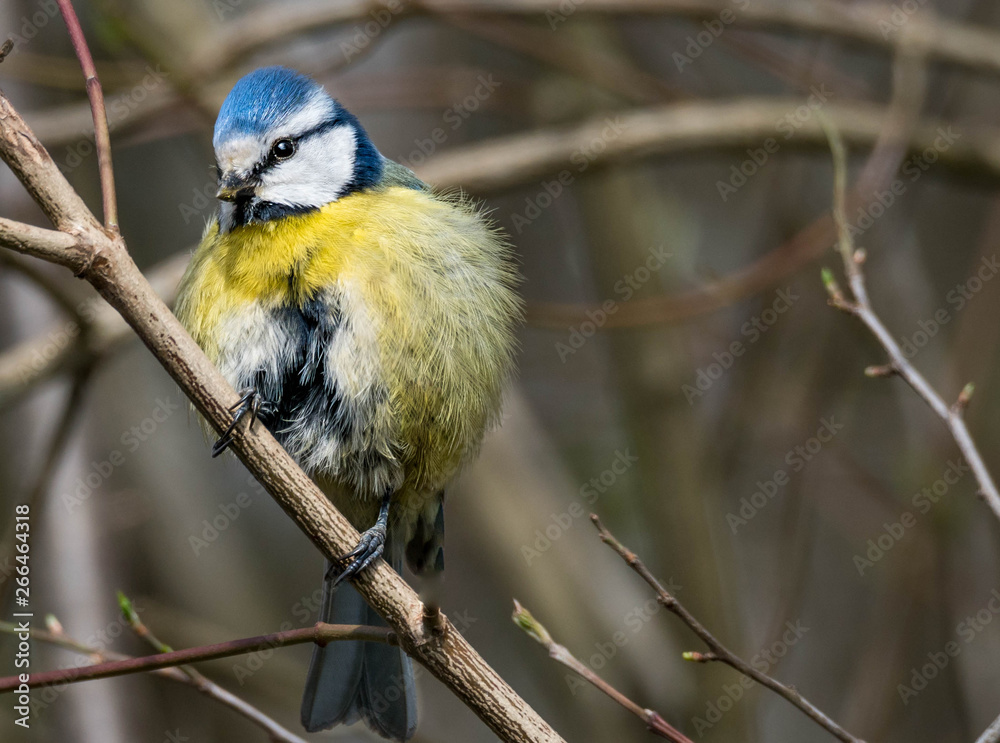 Fototapeta premium Blaumeise 