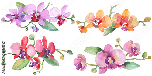 Orchid bouquets floral botanical flowers. Watercolor background illustration set. Isolated orchid illustration element.