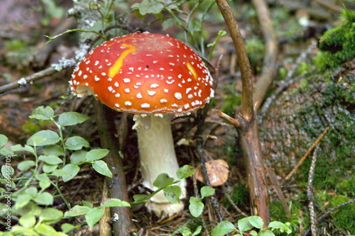 red mushroom in forest