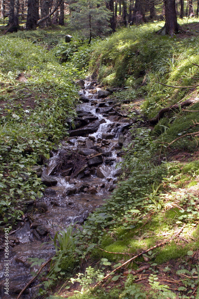 Mountain river and waterfall in mountain forest