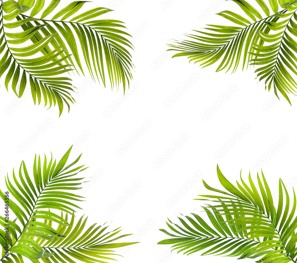 green palm leaf on white for summer background