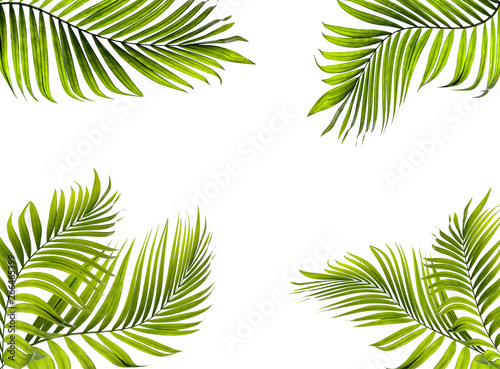 green palm leaf on white for summer background