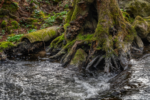 at the creeks bank - Am Bachufer