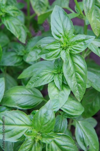 Close up plants of basil on the garden bed.