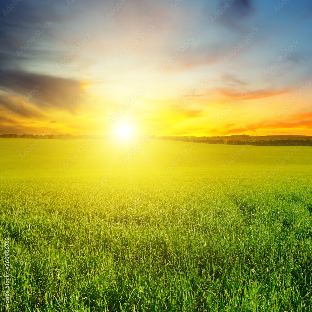 Green field and blue sky with light clouds. Above the horizon is a bright sunrise. Green field and blue sky with light clouds. Above the horizon is a bright sunrise.