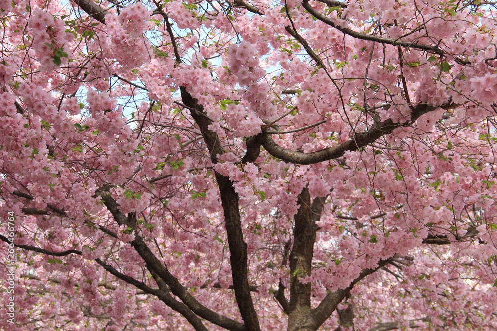 Sakura flowers in spring against the blue sky. Natural background Sakura flowers in spring against the blue sky. Natural background