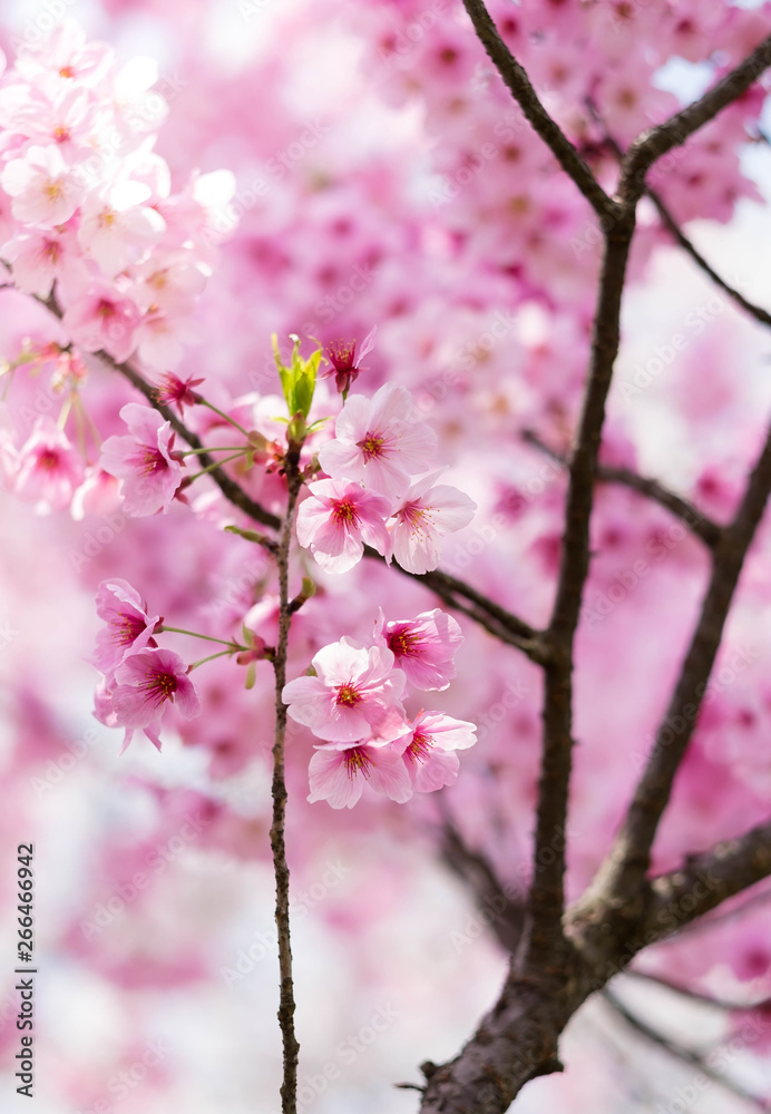 Cherry blossoms in Wuhan East Lake Sakura garden in warm spring Cherry blossoms in Wuhan East Lake Sakura garden in warm spring