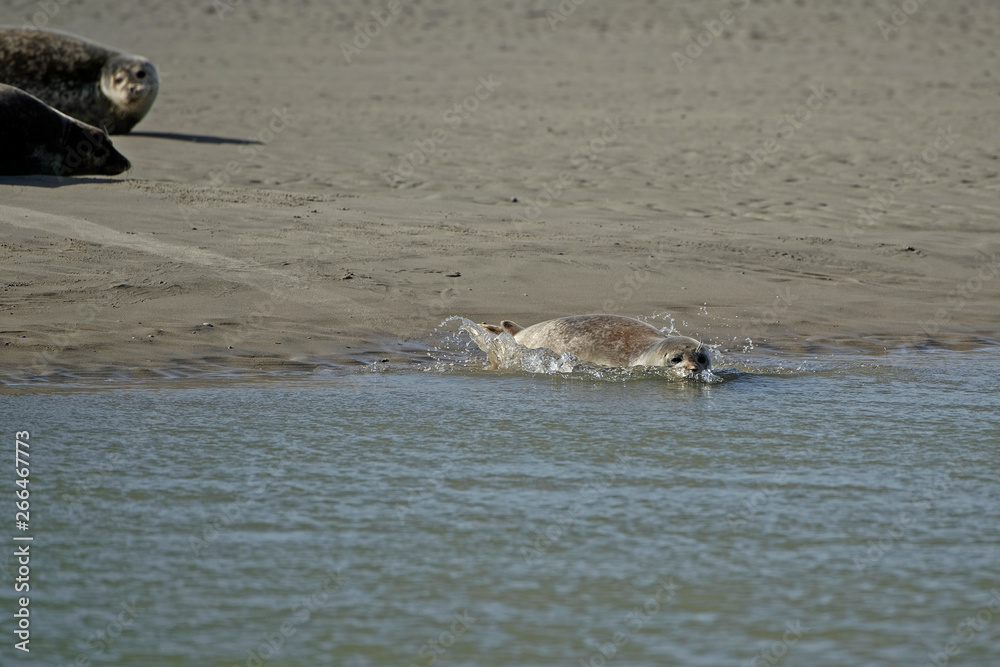 Fototapeta premium Phoque veau marin