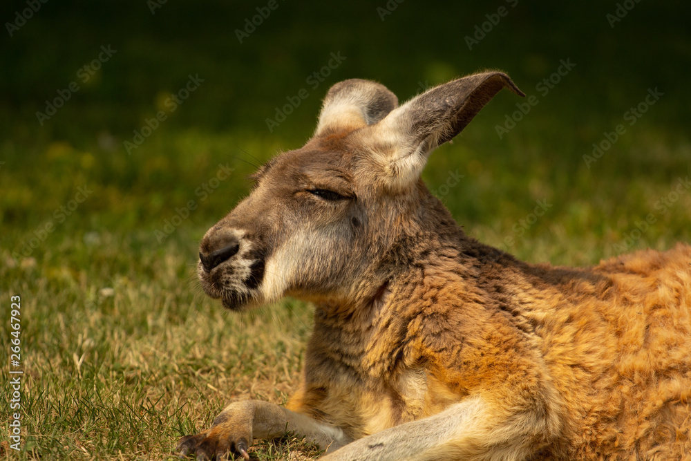 Old kangaroo closeup portrait with grass in background Old kangaroo closeup portrait with grass in background
