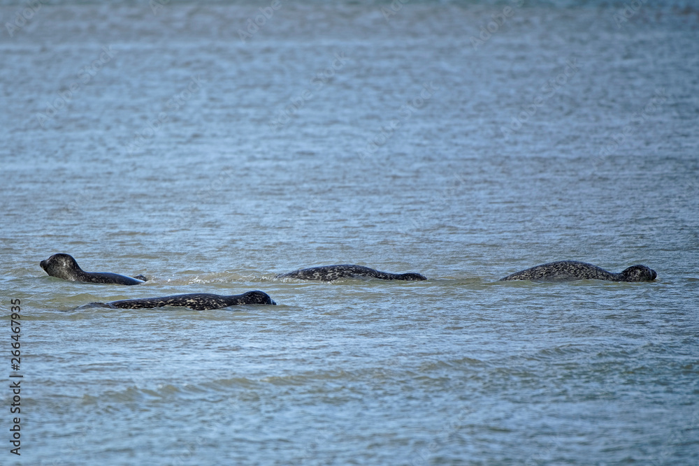 Fototapeta premium Phoque veau marin