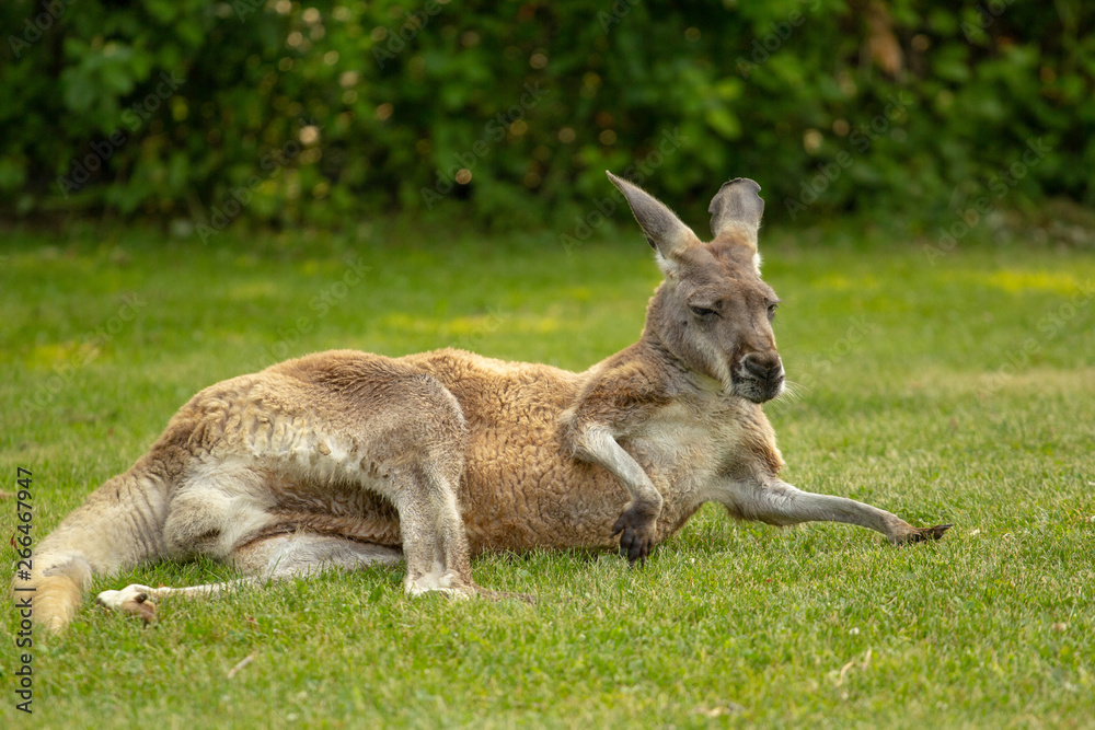 Very old elderly kangaroo laying on grass