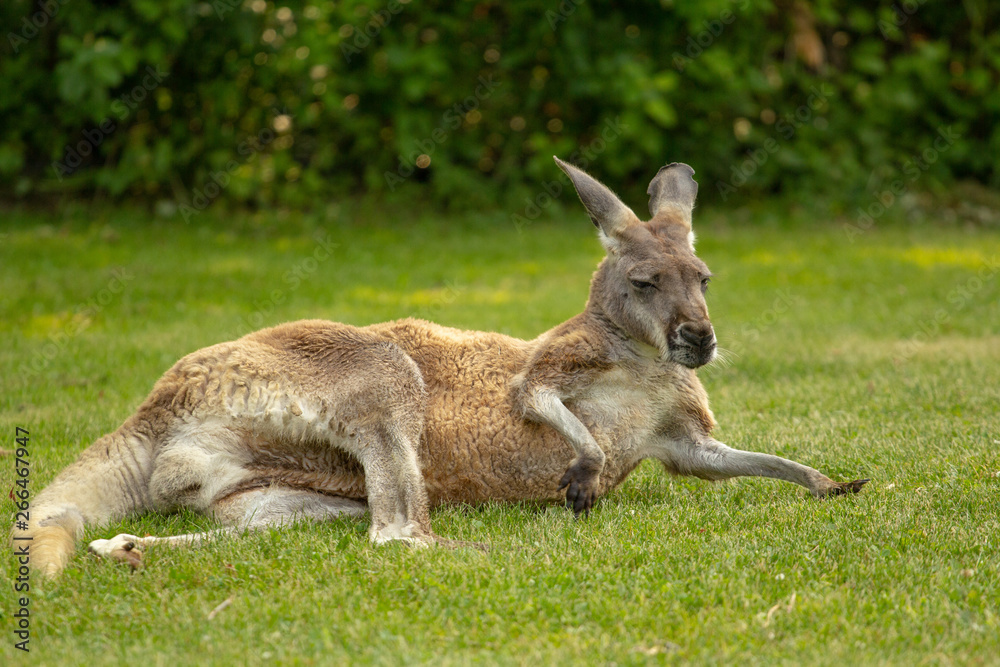 Very old elderly kangaroo laying on grass Very old elderly kangaroo laying on grass