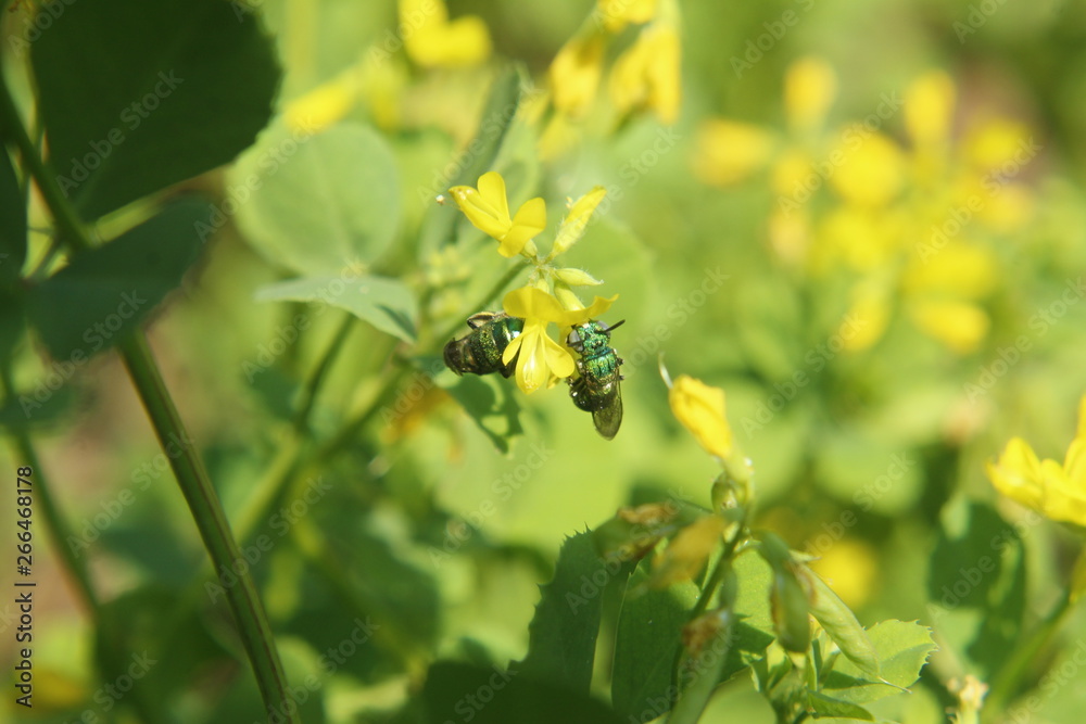 Insect on yellow Fenugreek flowers. Insect on yellow Fenugreek flowers.