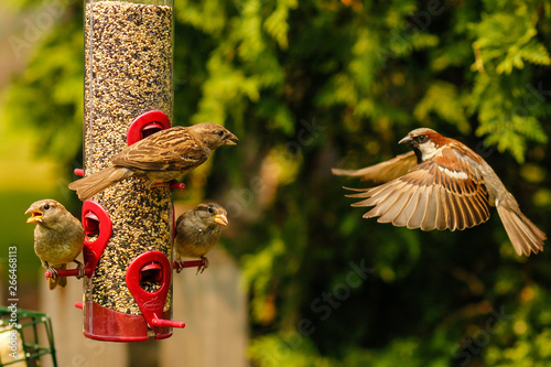 Bird flying to bird feeder with wings spread