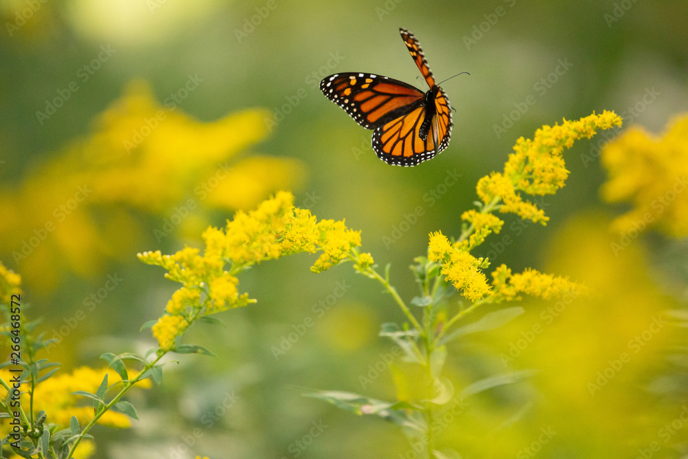 Monarch butterfly flying in nature with yellow flowers green background
