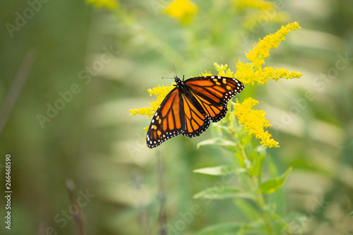 Closeup of Butterfly in nature with green and yellow plants in background