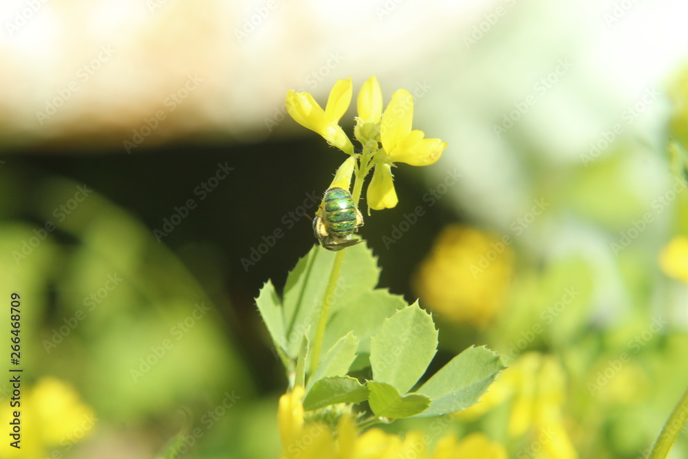 Insect on yellow Fenugreek flowers. Insect on yellow Fenugreek flowers.