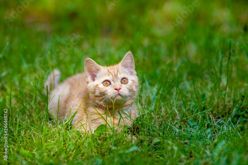 Red kitten walking on the grass in the summer garden