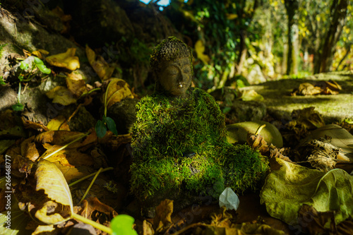 buddha under moss, ourense, spain