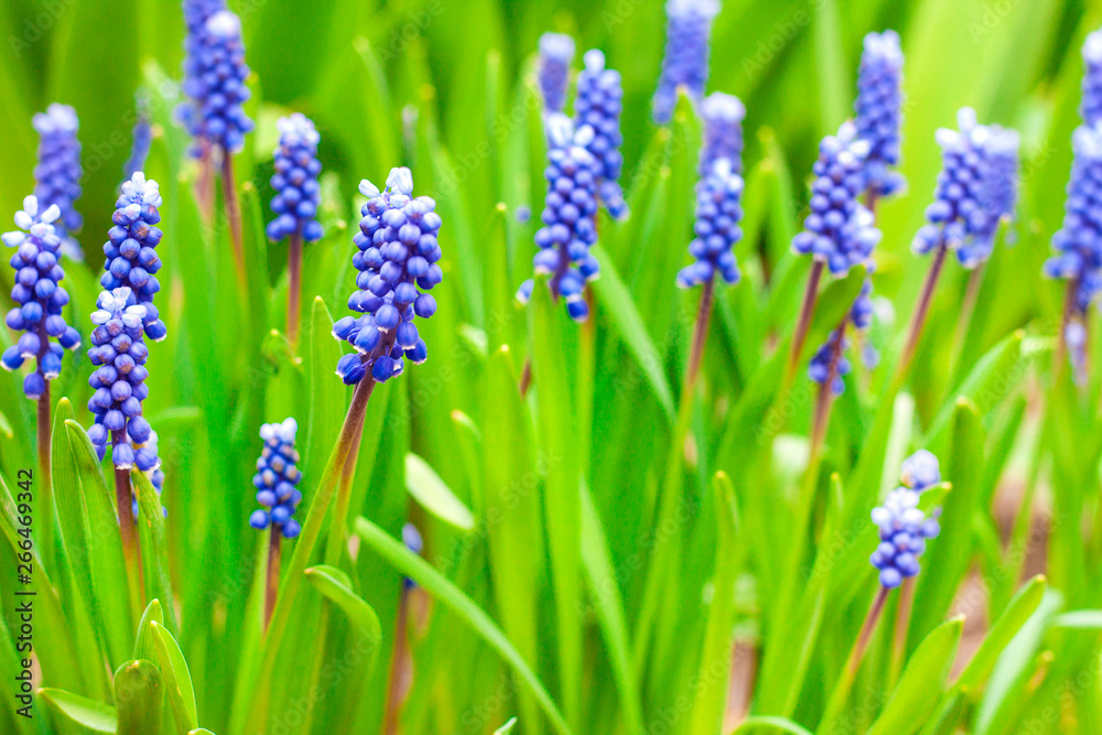 Obraz premium Grape hyacinth (Muscari armeniacum) in spring