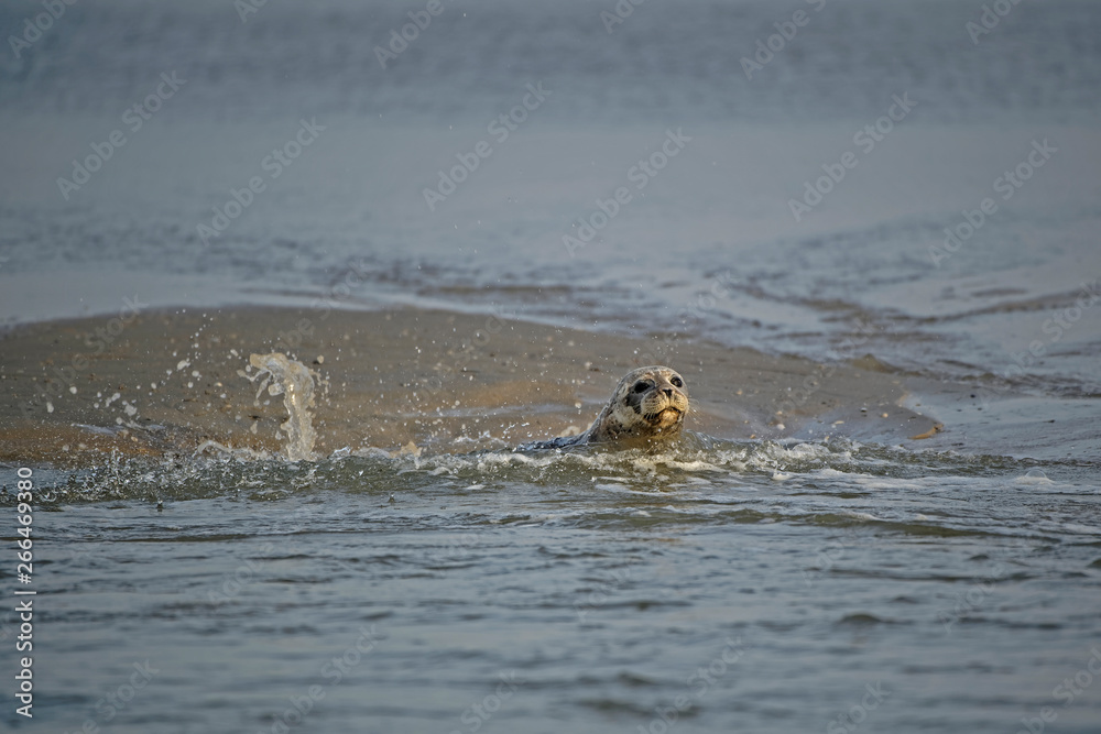 Fototapeta premium Phoque veau marin