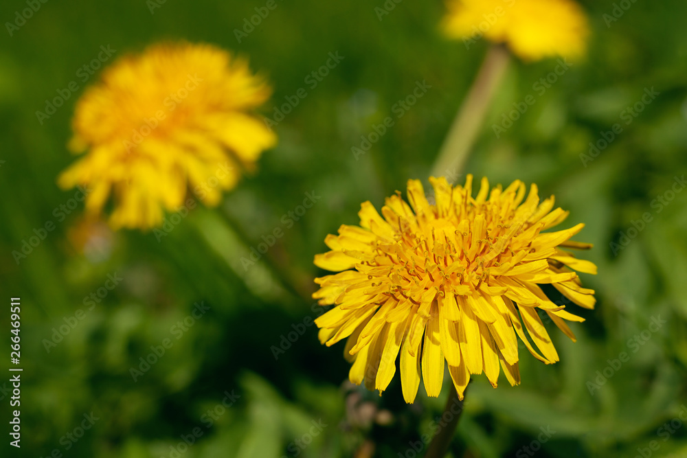 Blowball closeup blossom Blowball closeup blossom