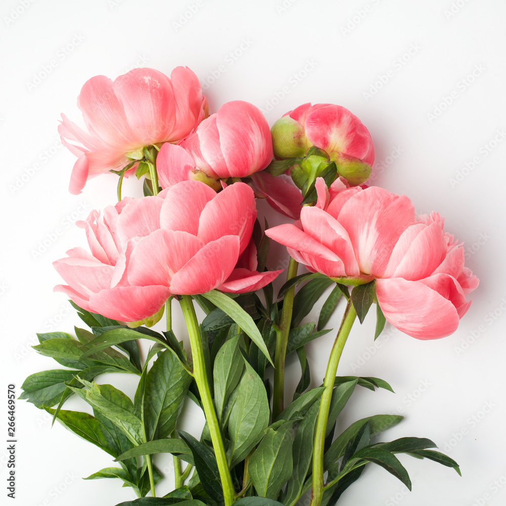 bouquet of fresh peonies on a white background in the center of the frame. flat lay, top view bouquet of fresh peonies on a white background in the center of the frame. flat lay, top view