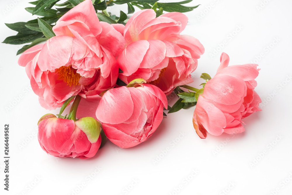 Pink peonies on white background. Birthday, Mother's, Valentines, Women's Wedding Day concept. Greeting card. Pink peonies on white background. Birthday, Mother's, Valentines, Women's Wedding Day concept. Greeting card.
