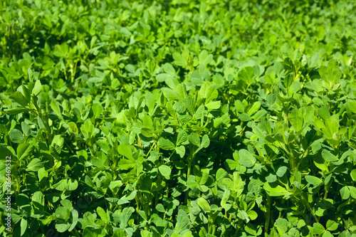 Lucerne closeup leaf