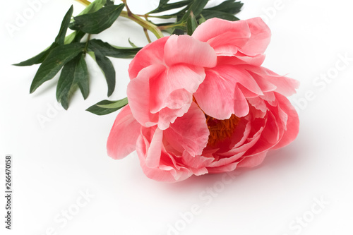 Fototapeta Naklejka Na Ścianę i Meble -  Pink peony on white background. Birthday, Mother's, Valentines, Women's Wedding Day concept. Greeting card.