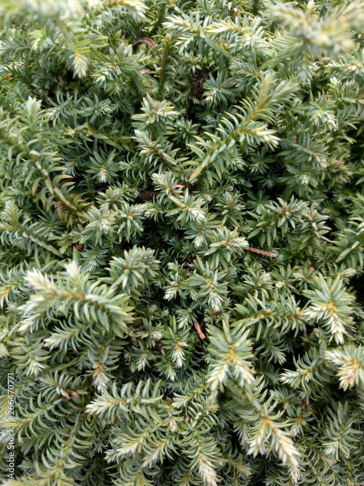 buds and leaves of trees, flowers, plants. Conifers, cones, leaves buds and leaves of trees, flowers, plants. Conifers, cones, leaves