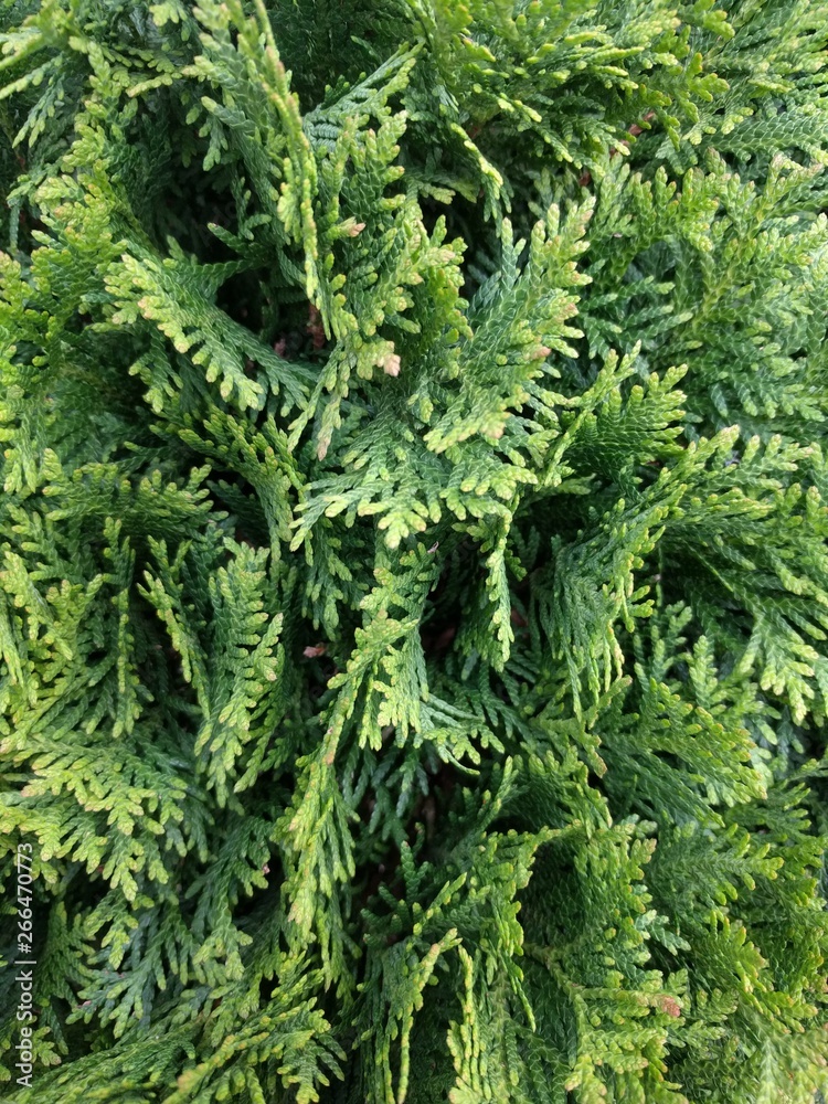 buds and leaves of trees, flowers, plants. Conifers, cones, leaves buds and leaves of trees, flowers, plants. Conifers, cones, leaves