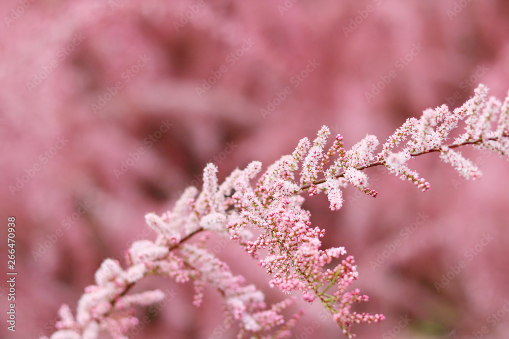 pink red plant pink red plant